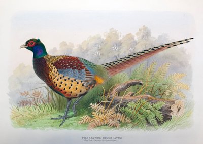 Phasianus Decollatus by Henry Jones
